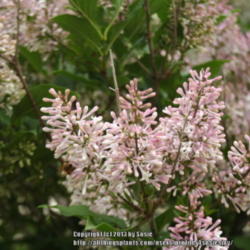 Location: My Garden
Date: 2013-06-22
This lilac blooms pure white but in a few days aquires a lovely p