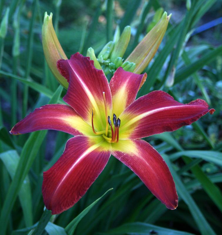 Photo of Daylily (Hemerocallis 'Point of View') uploaded by Calif_Sue