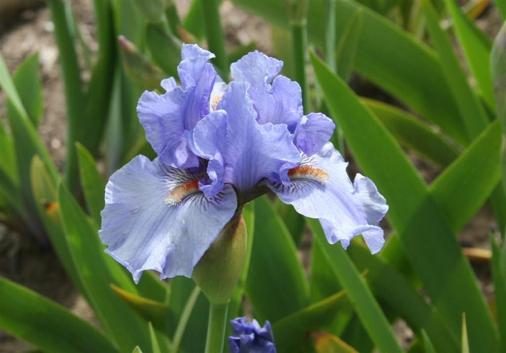 Photo of Intermediate Bearded Iris (Iris 'Fire in the Sky') uploaded by KentPfeiffer