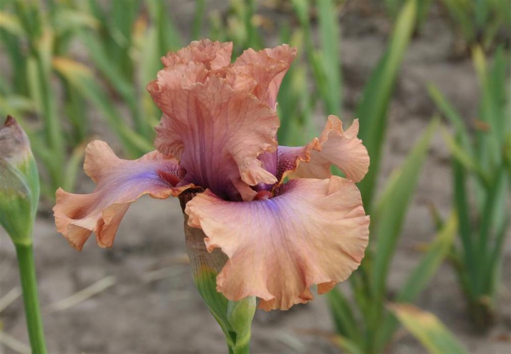 Photo of Tall Bearded Iris (Iris 'I Must Have It') uploaded by KentPfeiffer