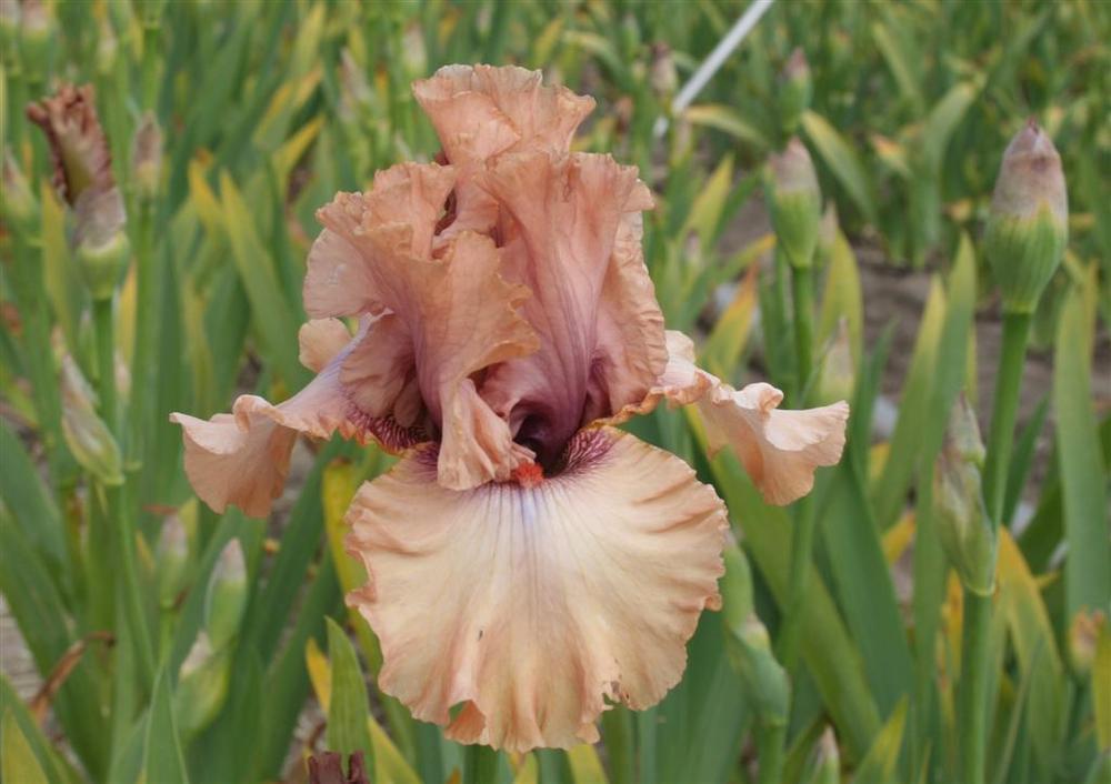 Photo of Tall Bearded Iris (Iris 'I Must Have It') uploaded by KentPfeiffer