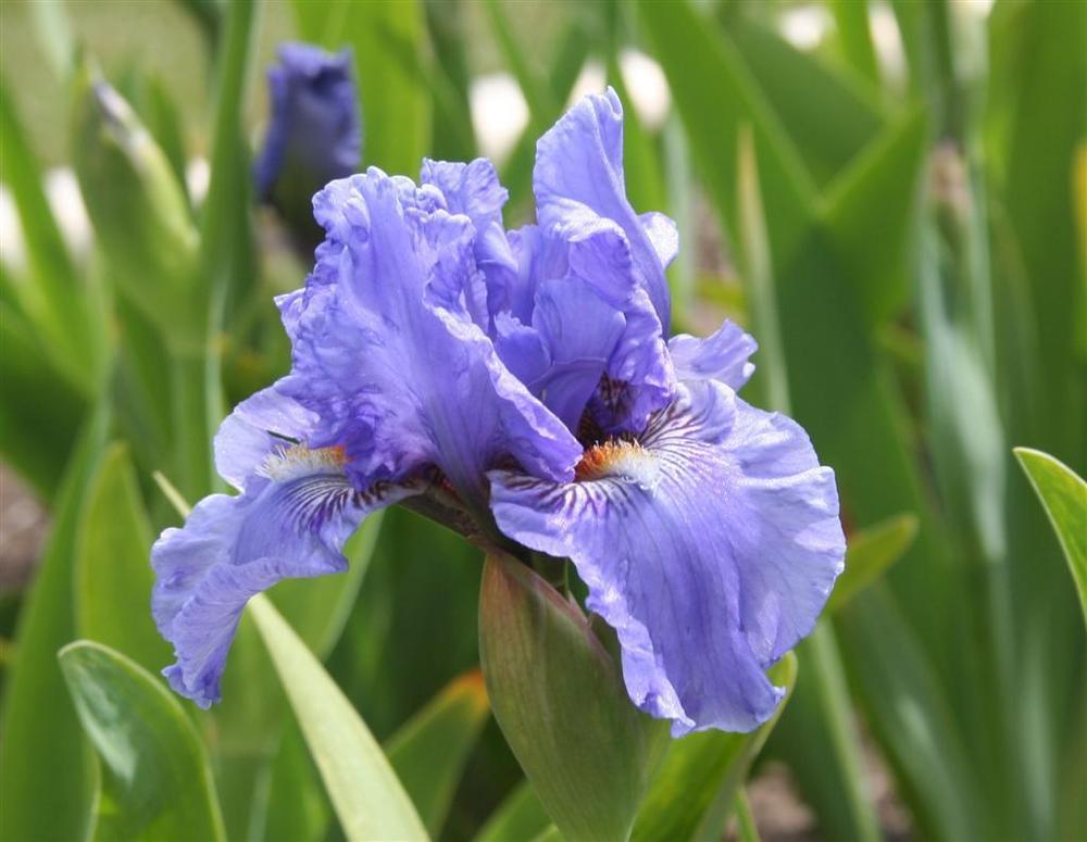 Photo of Intermediate Bearded Iris (Iris 'Fire in the Sky') uploaded by KentPfeiffer