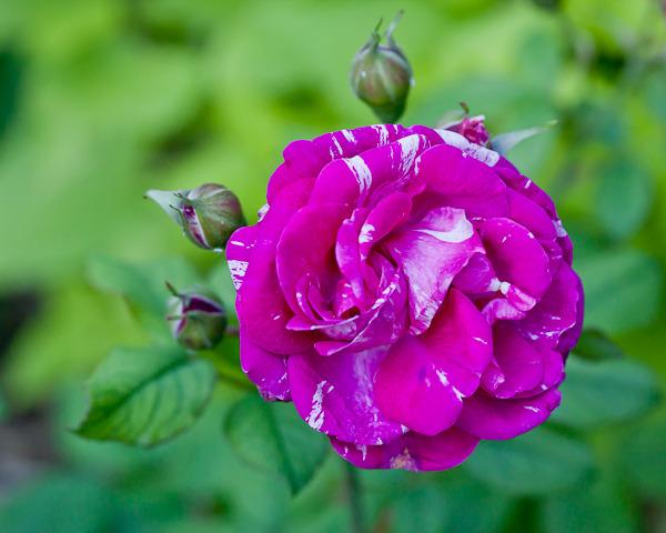 Photo of Rose (Rosa 'Moore's Striped Rugosa') uploaded by Mike
