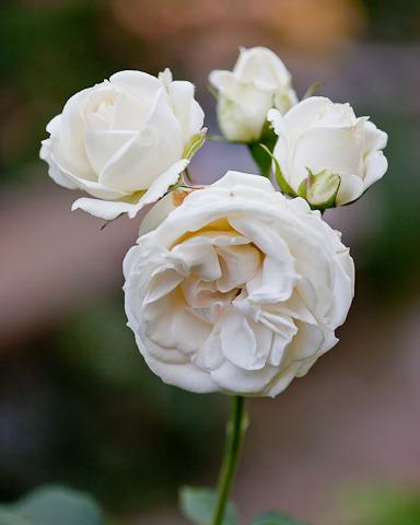 Photo of Rose (Rosa 'Paloma Blanca') uploaded by Mike