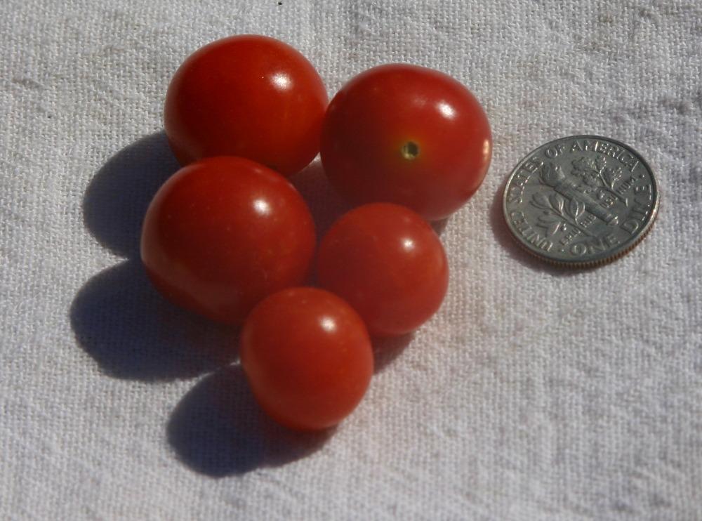 Photo of Cherry Tomato (Solanum lycopersicum 'Mexico Midget') uploaded by dave