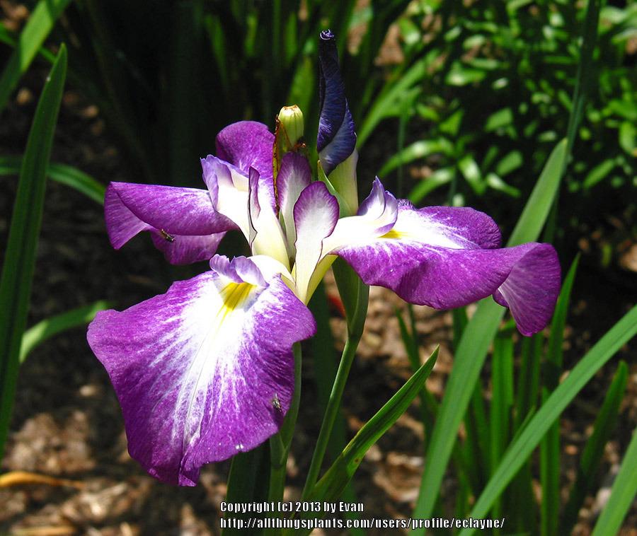 Photo of Japanese Iris (Iris ensata 'Warabe-Uta') uploaded by eclayne