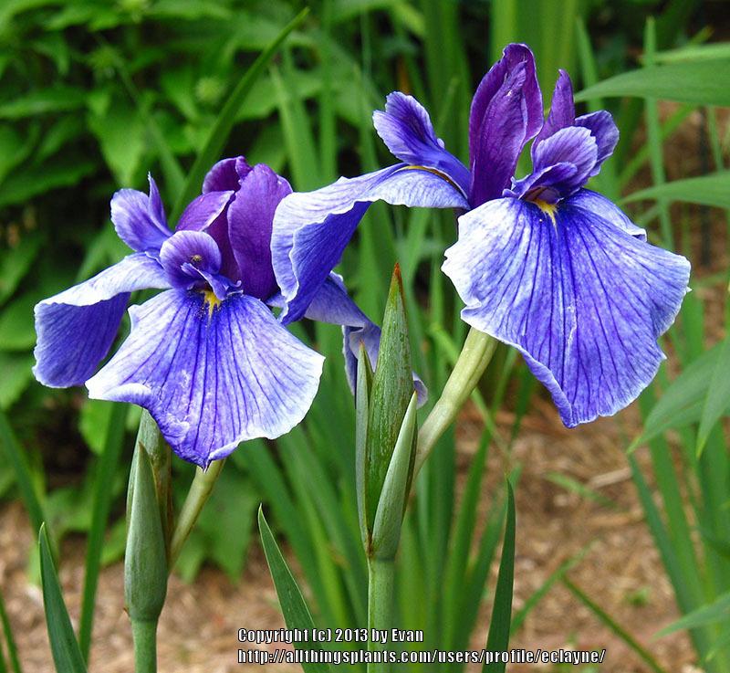 Photo of Japanese Iris (Iris ensata 'Maine Encore') uploaded by eclayne