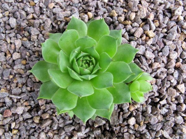 Photo of Hen and chicks (Sempervivum 'Green Apple') uploaded by goldfinch4