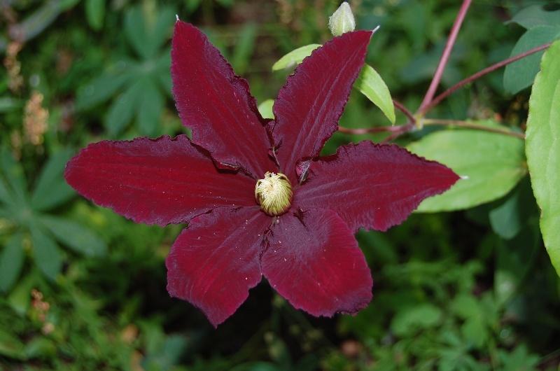 Photo of Clematis 'Niobe' uploaded by pixie62560