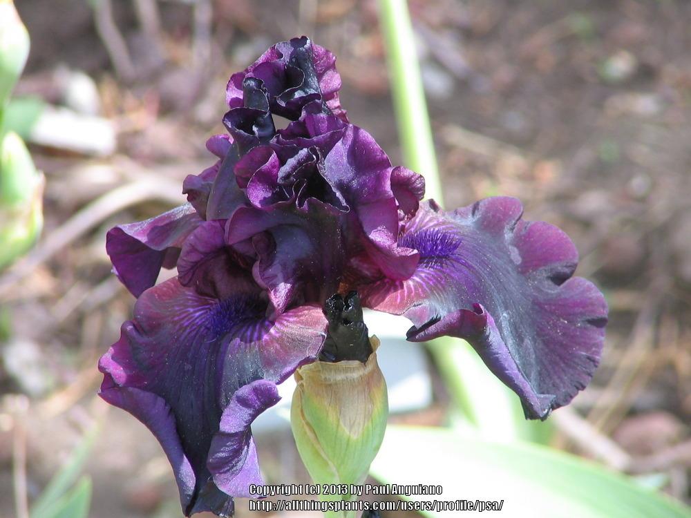 Photo of Tall Bearded Iris (Iris 'Ebony Angel') uploaded by psa