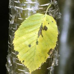 
bark & leaf.  USDA photo.