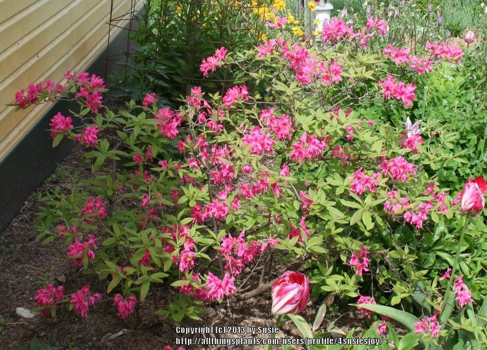 Photo of Azalea (Rhododendron 'Rosy Lights') uploaded by 4susiesjoy