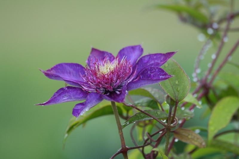 Photo of Clematis 'Multi Blue' uploaded by JuliaNY