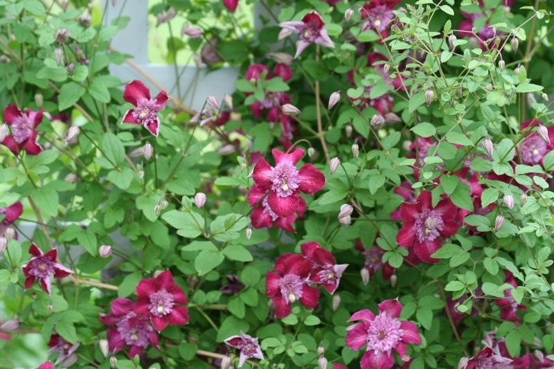 Photo of Clematis Avant-Garde™ uploaded by JuliaNY