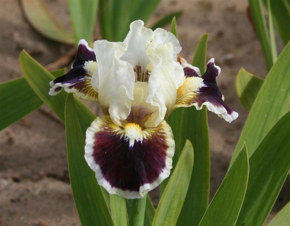 Photo of Standard Dwarf Bearded Iris (Iris 'Nine Lives') uploaded by KentPfeiffer
