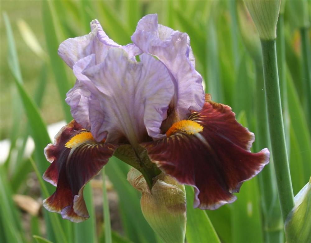Photo of Intermediate Bearded Iris (Iris 'Man's Best Friend') uploaded by KentPfeiffer