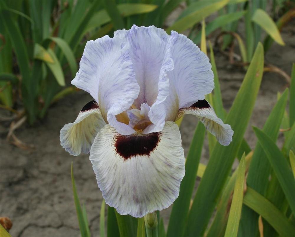 Photo of Arilbred Iris (Iris 'Eyes on You') uploaded by KentPfeiffer