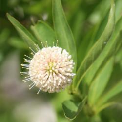 Location: E. Bandera Co., Texas
Date: June 2013
Buttonbush blooming by a creek