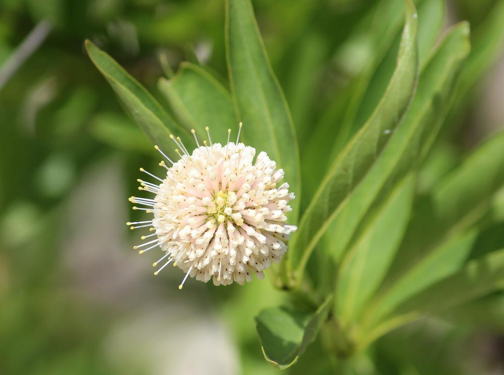 Photo of Buttonbush (Cephalanthus occidentalis) uploaded by LindaTX8
