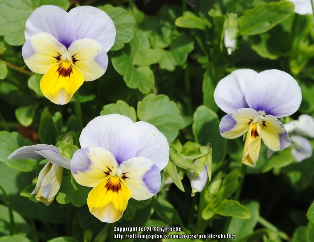 Photo of Pansy (Viola 'Caramel Angelo') uploaded by chelle