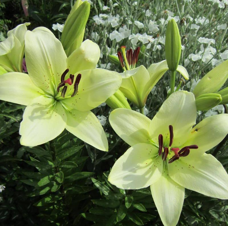 Photo of Lily (Lilium 'Canova') uploaded by ge1836