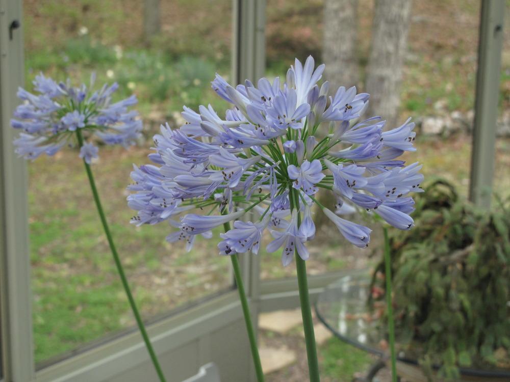 Photo of Lily of the Nile (Agapanthus) uploaded by rocklady