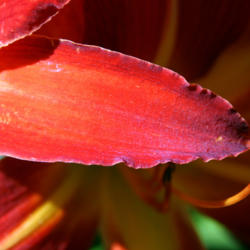 Location: Love the plum tone edges of the petals
Date: 2013-06-30