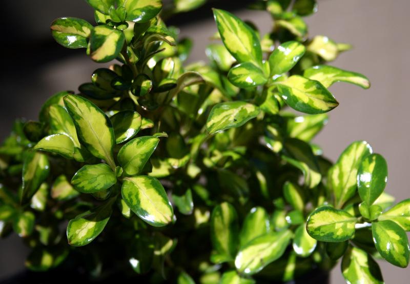 Photo of Mirror Bush (Coprosma repens 'Lemon and Lime') uploaded by Calif_Sue
