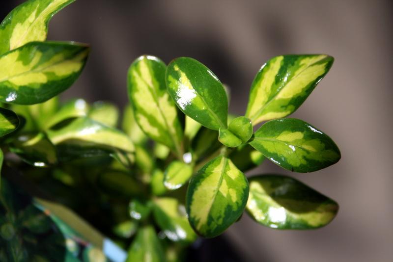 Photo of Mirror Bush (Coprosma repens 'Lemon and Lime') uploaded by Calif_Sue