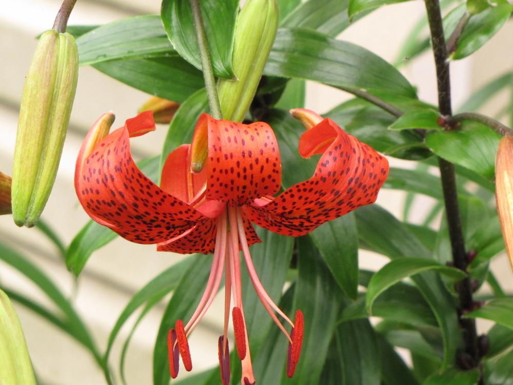 Photo of Lily (Lilium 'Blood Tiger') uploaded by Claudia