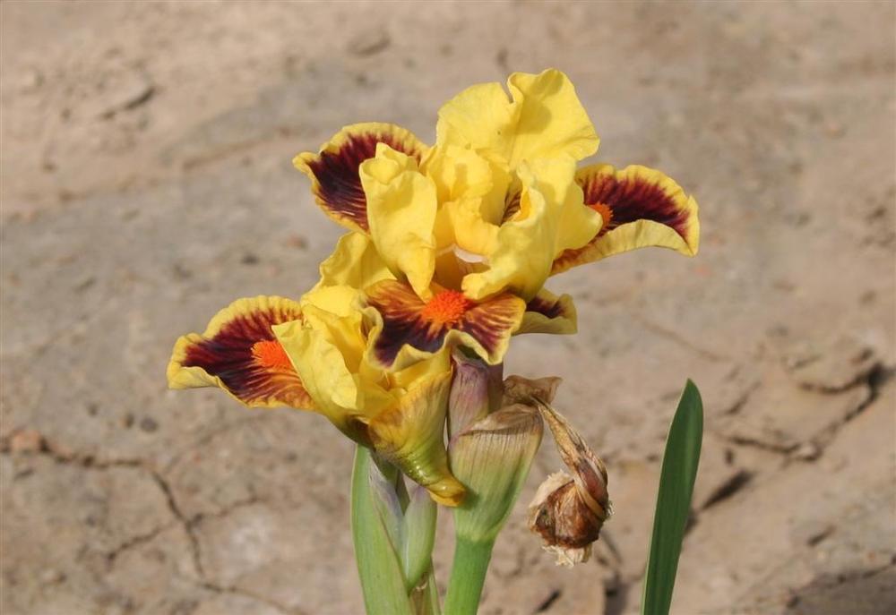 Photo of Standard Dwarf Bearded Iris (Iris 'Zooboomafoo') uploaded by KentPfeiffer