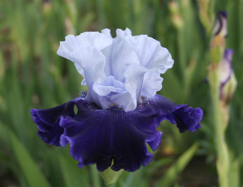 Photo of Tall Bearded Iris (Iris 'World Premier') uploaded by KentPfeiffer