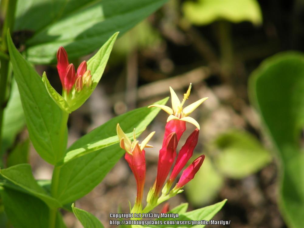 Photo of Indian Pink (Spigelia marilandica) uploaded by Marilyn
