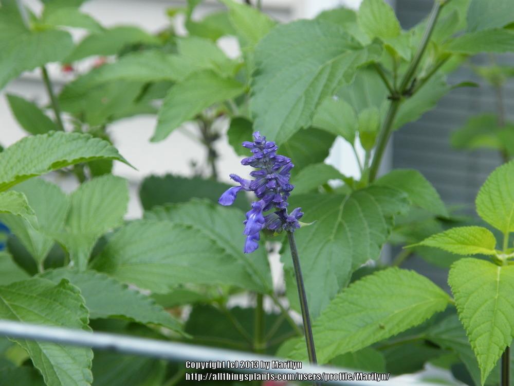 Photo of Mealy Cup Sage (Salvia farinacea 'Henry Duelberg') uploaded by Marilyn