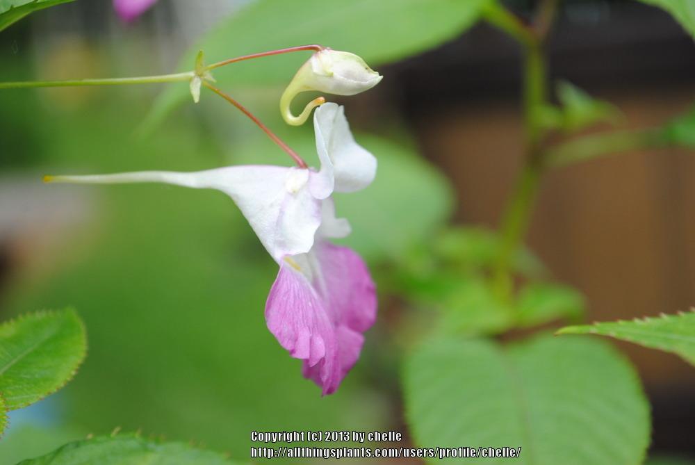Photo of Poor Man's Orchid (Impatiens balfourii) uploaded by chelle
