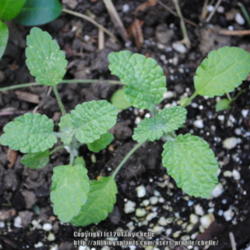 Location: My Northeastern Indiana Gardens - Zone 5b
Date: 2013-06-30
Young plants