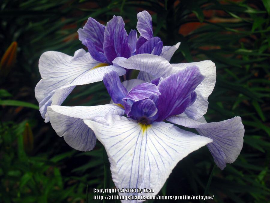 Photo of Japanese Iris (Iris ensata 'Oregon Marmalade') uploaded by eclayne