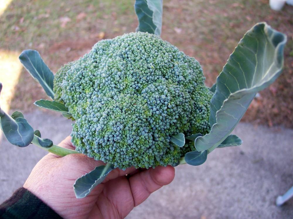 Photo of Broccoli (Brassica oleracea 'Castle Dome') uploaded by farmerdill