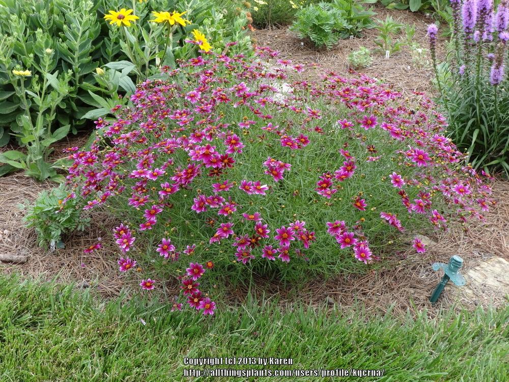 Photo of Perennial Tickseed (Coreopsis 'Center Stage') uploaded by kqcrna