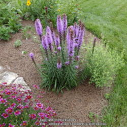 Location: My Cincinnati Ohio garden
Date: 2013-07-01
Liatris, third ear plant