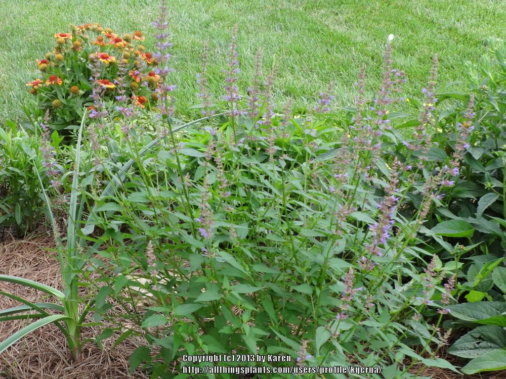 Photo of Giant Hyssop (Agastache 'Purple Haze') uploaded by kqcrna