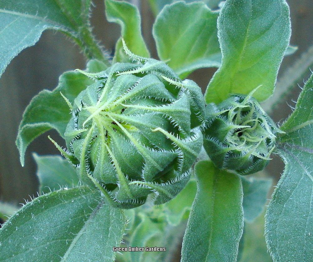 Photo of Sunflower (Helianthus annuus 'Velvet Queen') uploaded by lovemyhouse