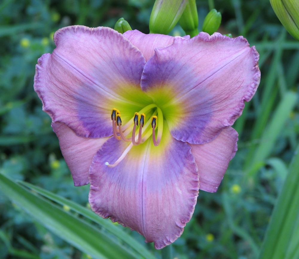 Photo of Daylily (Hemerocallis 'Inquire Within') uploaded by mlt