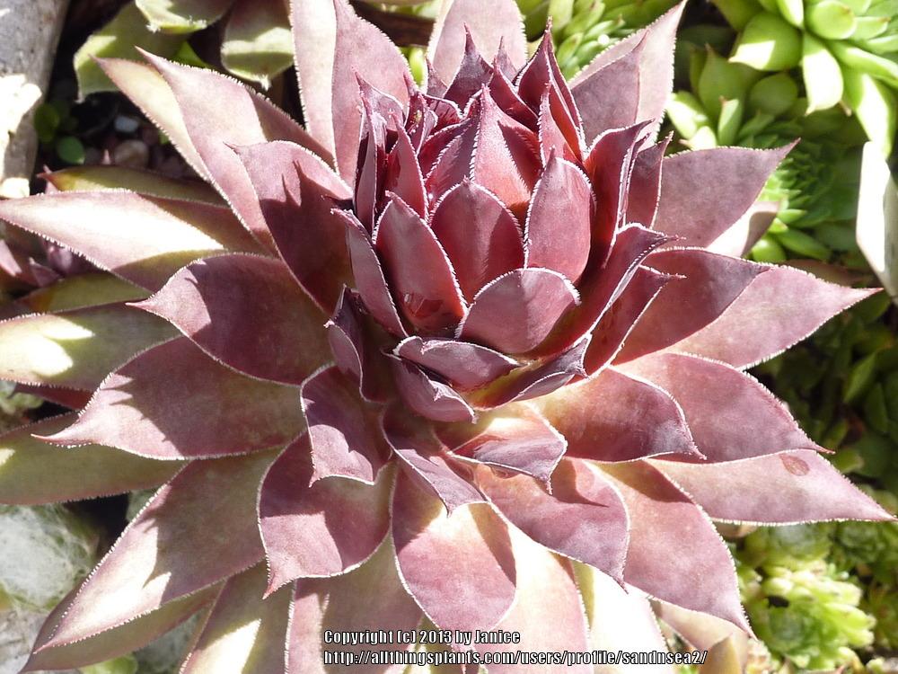 Photo of Hen and Chicks (Sempervivum 'Pacific Daemon') uploaded by sandnsea2