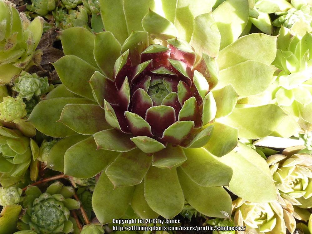 Photo of Hen and Chicks (Sempervivum 'Red Heart') uploaded by sandnsea2