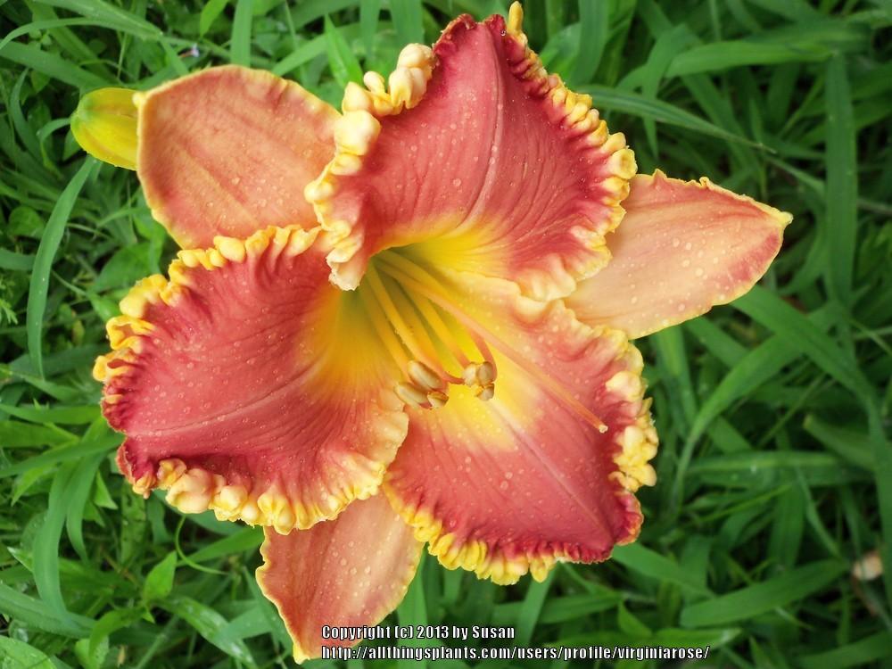 Photo of Daylily (Hemerocallis 'Rose Heat') uploaded by virginiarose