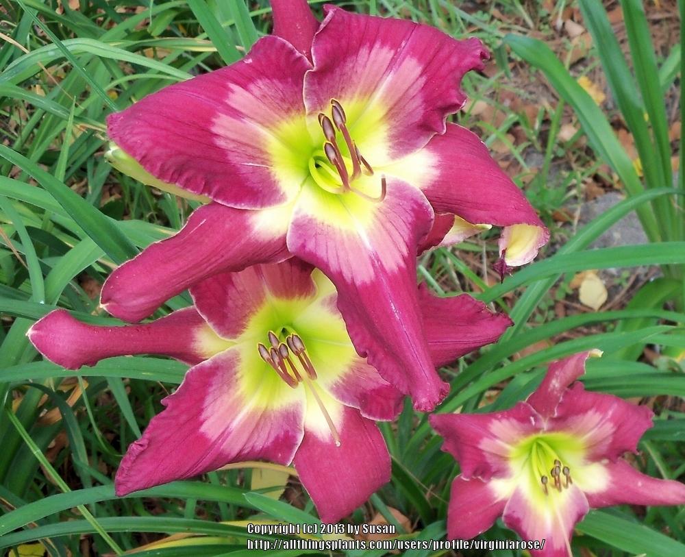 Photo of Daylily (Hemerocallis 'Cameroons Twister') uploaded by virginiarose