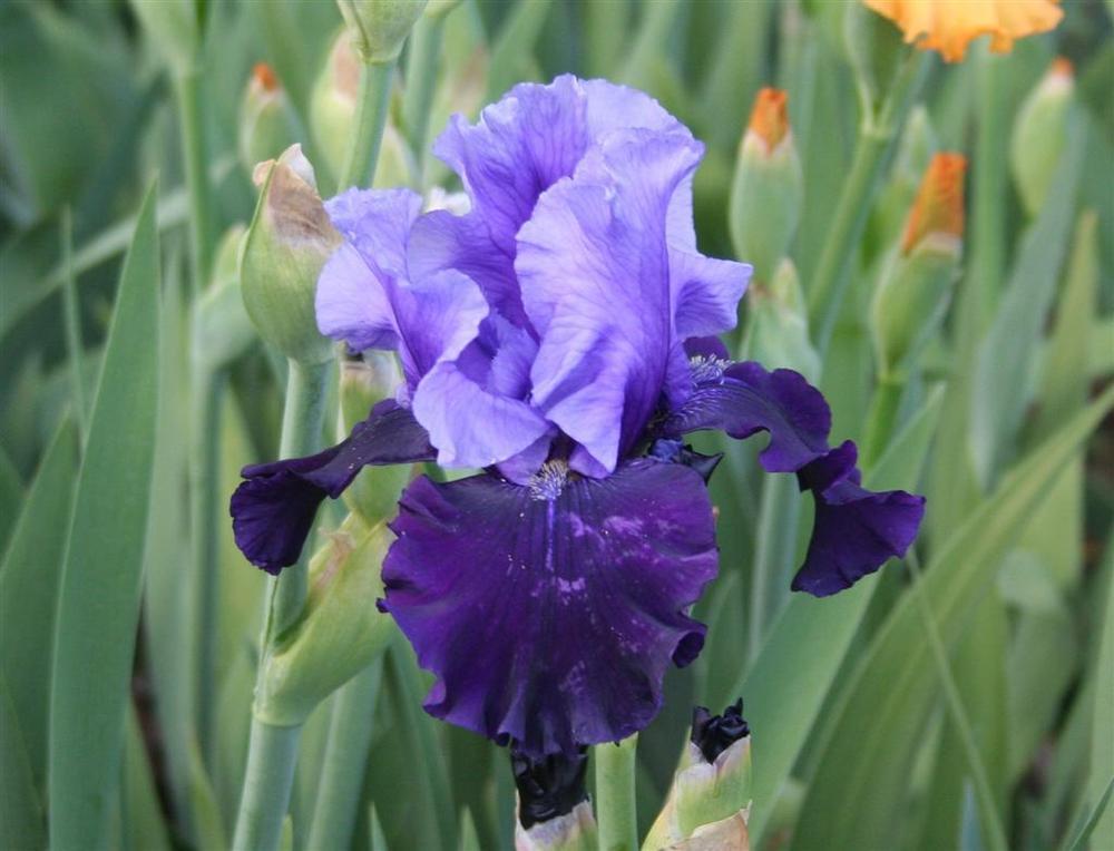 Photo of Tall Bearded Iris (Iris 'Fatal Attraction') uploaded by KentPfeiffer
