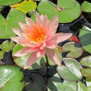 Colorado Hardy Waterlily; Red splotches on leaves; flowers on a t