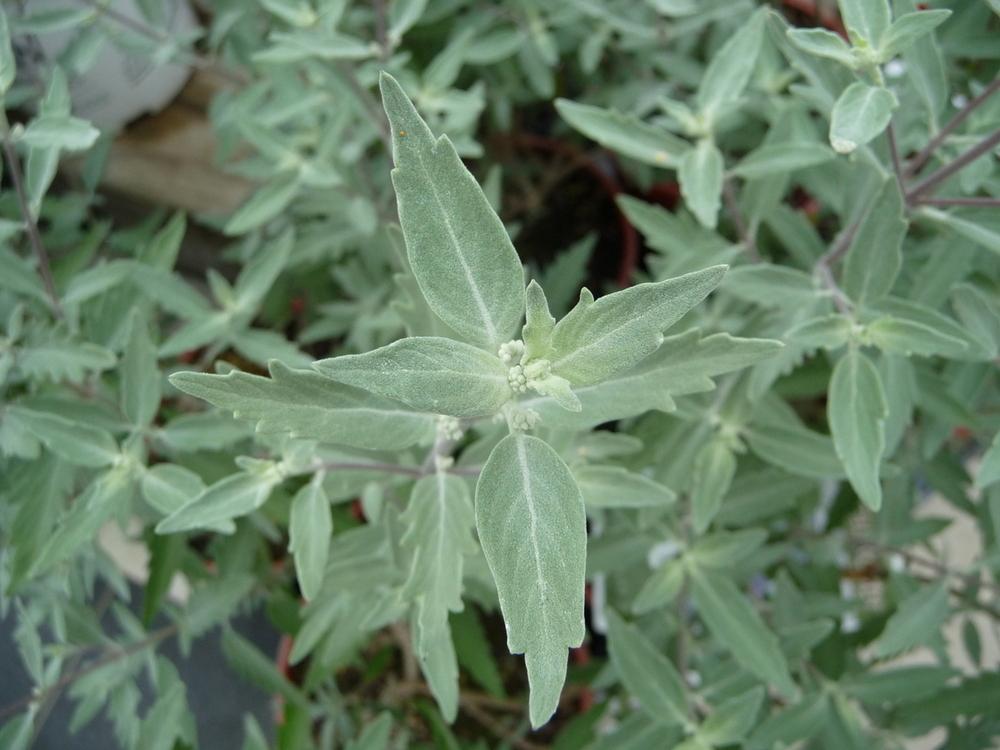 Photo of Bluebeard (Caryopteris x clandonensis Sterling Silver®) uploaded by gardengus